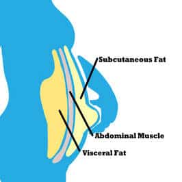 diagram of fat on the body