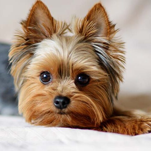 Proffile Image - Yorkie